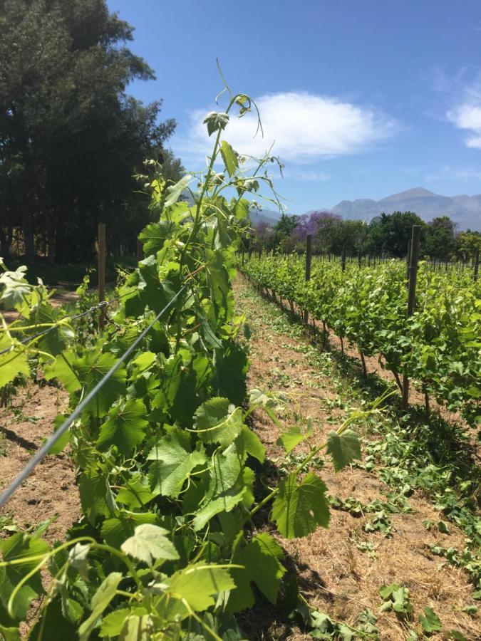 Villa Jacaranda Wine And Guestfarm Wellington Exterior foto